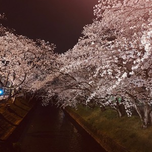 コロナなんかに負けないぞ～満開の夜桜～